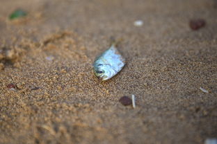 九游娱乐APP-台风带来海鲜盛宴，惠州赶海活动火爆全城，惠州赶海几点去比较好